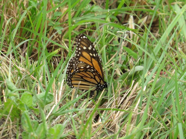 Monarch Butterfly Laying Eggs in Texas