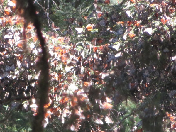 Monarch Butterflies at Cerro Pelon