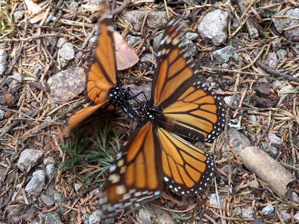Monarch Butterflies at Cerro Pelon