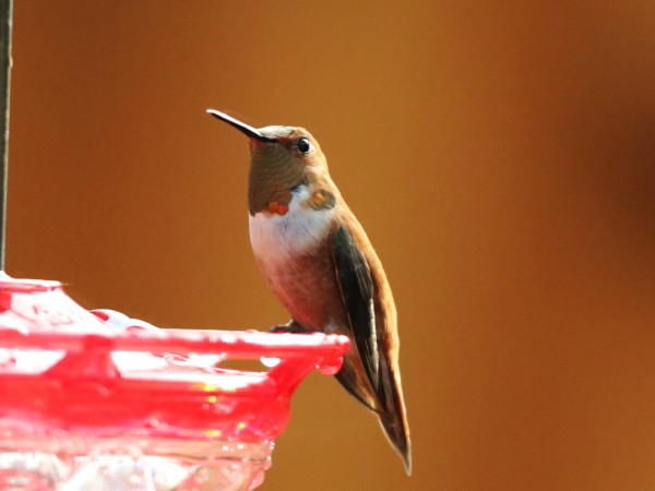 Male Rufous hummingbird at the feeder.