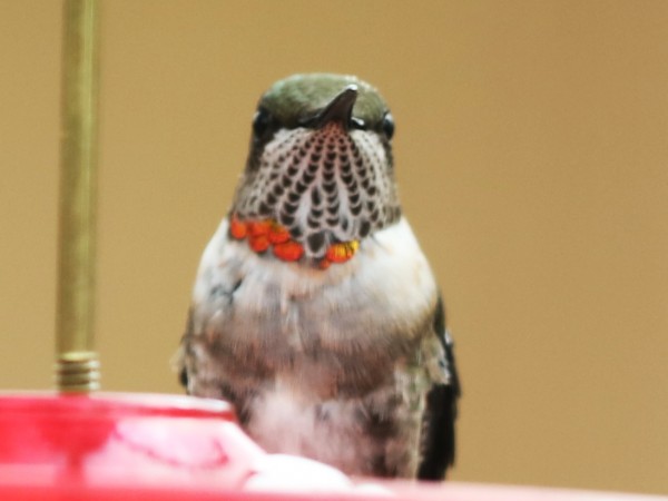 Male Ruby-throated hummingbird.