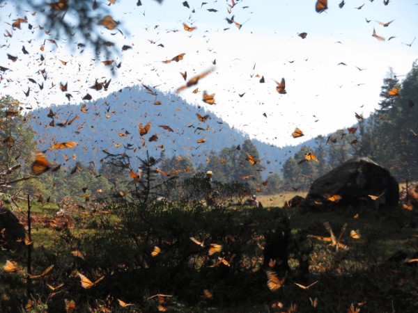 Monarch Butterflies at Cerro Pelon Sanctuary in Mexico