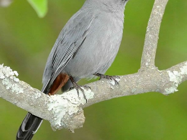 Gray catbird, Peter Massas
