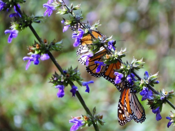 Monarch Butterflies at Cerro Pelon Sanctuary in Mexico