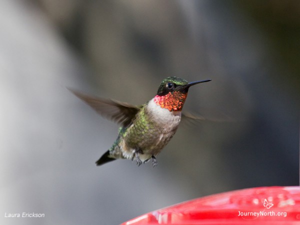 Ruby-throated hummingbird approaching nectar feeder