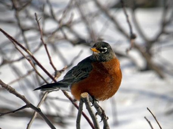 Robin in the snow by Wade Snyder