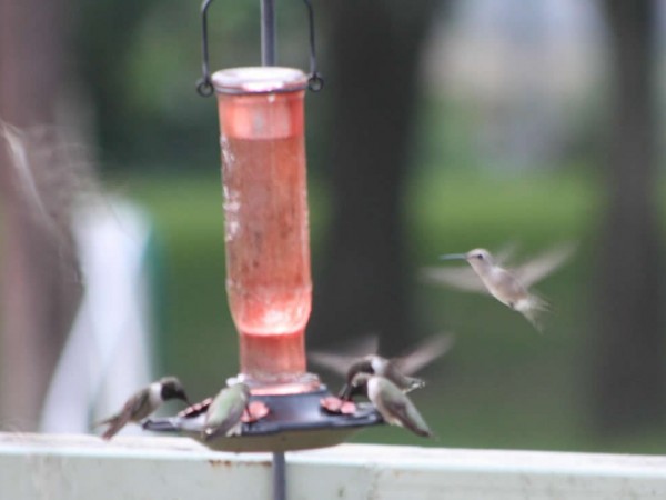 Several Black-chins at the feeder