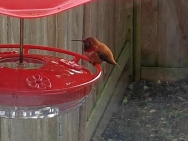 Rufous male at the feeder