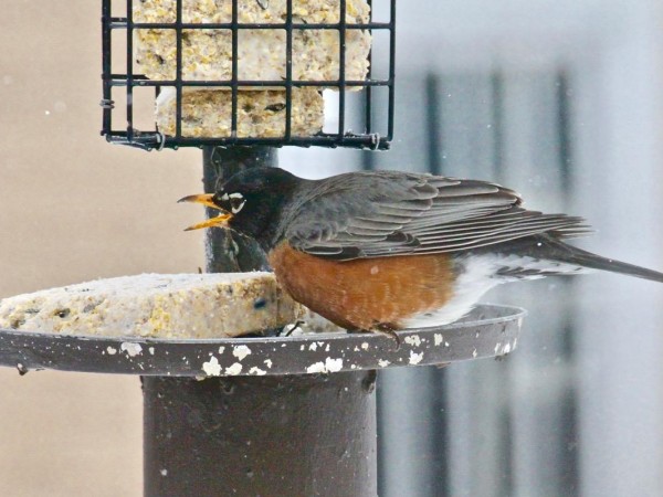 Robin eating suet. Image by Sandy from Britton, South Dakota on April 8, 2018