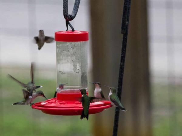 A swarm of Ruby-throated at the feeder in Texas