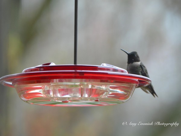Male Ruby-throat on feeder in Indiana