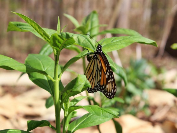 Monarch butterfly sighted in North Carolina on April 6, 2018