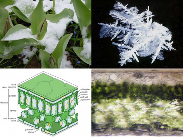 How does freezing affect plants?
