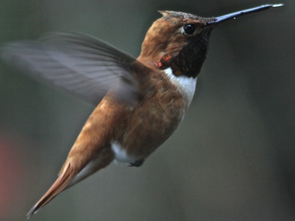 Rufous hummingbird male photographed by John Doerper.