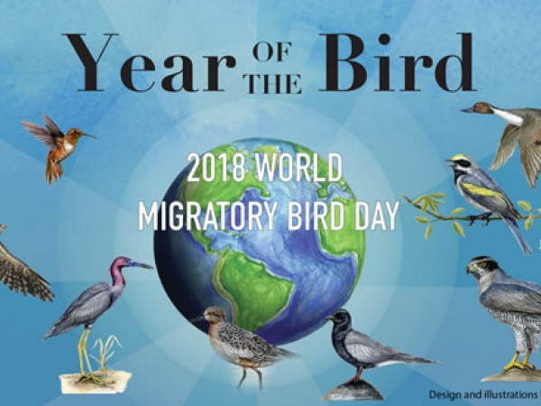Year of the Bird: Navigation