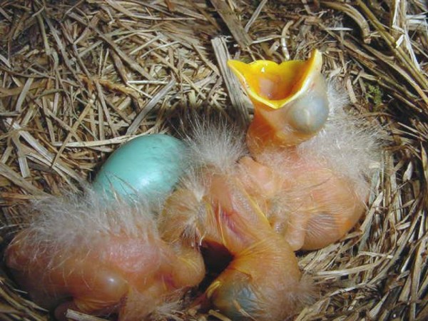 Egg and babies in nest