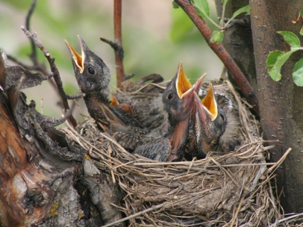Babies in the nest