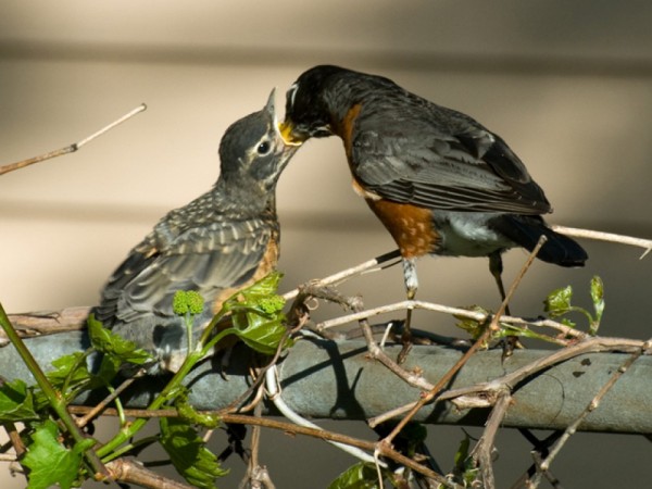 Feeding in the nest