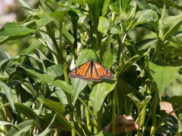 Monarch laying eggs on milkweed by Jill Gorman