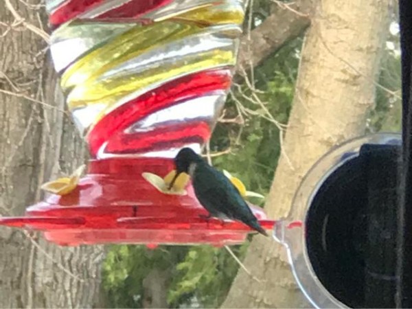 Ruby throat stopping by.