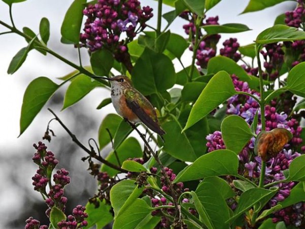 Male Rufous in lilac bush