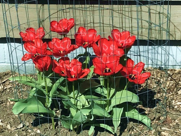 Amazing red blooms saved from rabbits and deer with fencing in the garden