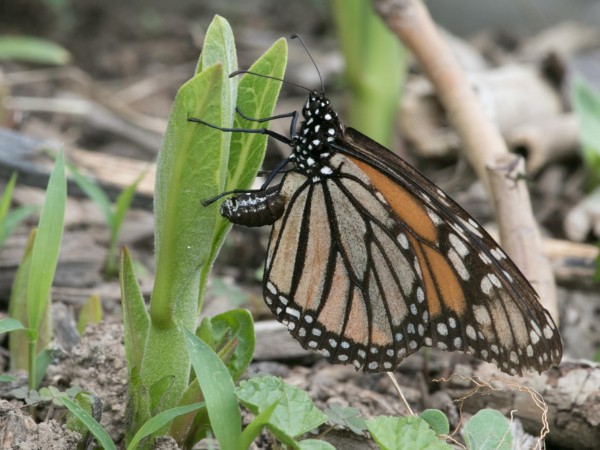 Monarch Butterfly Laying Eggs in Pennsylvania