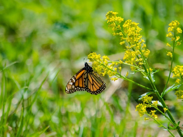 Monarch Butterfly Nectaring in Iowa