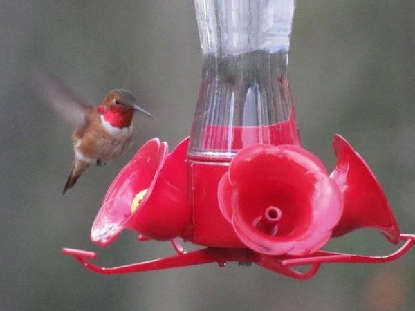 Rufous hovering at feeder