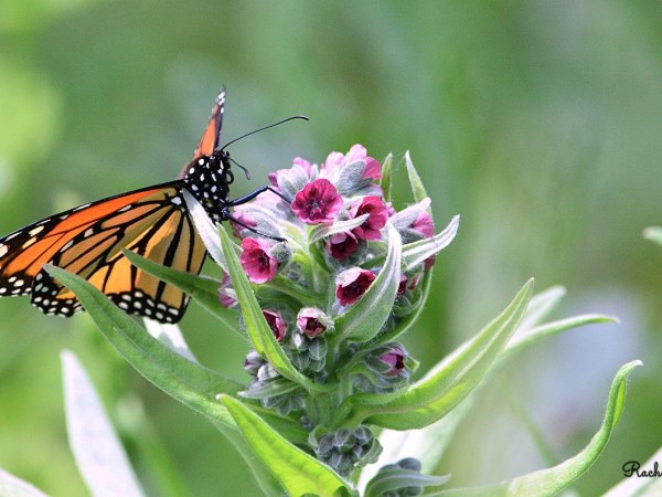 Monarch Nectaring in Ohio