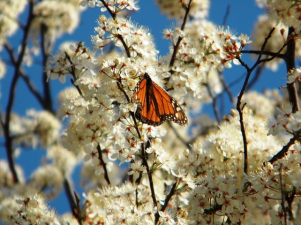 Monarch Butterfly Nectaring on Spring Blossoms
