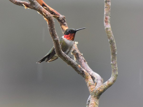 Ruby-throat on a branch.