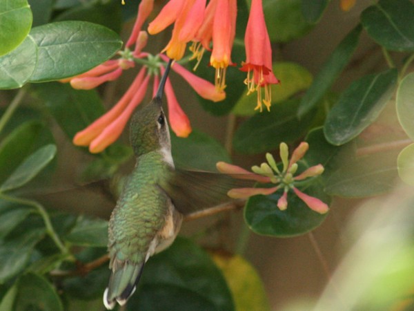 Hummingbird by Joan Garvey