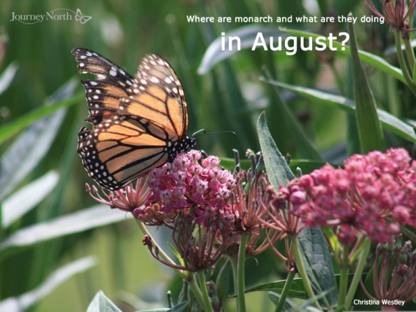 Monarchs in August