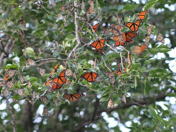 Monarch butterflies roosting in Dell Rapids, SD. 