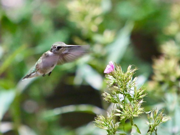 Image of hummingbird by Melissa Kilgore