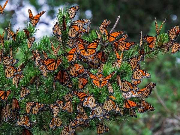 What is a Group of Butterflies Called  