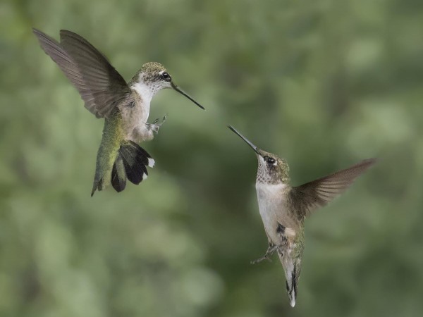 Image of hummingbirds by Shelley O'Connell