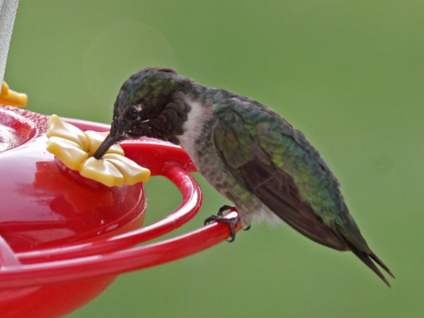 Image of hummingbird by Keith DeClercq