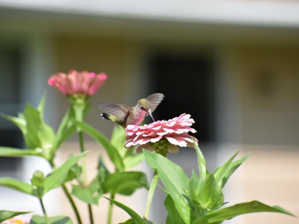 Image of hummingbird by Anthony Frisk