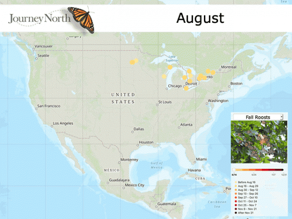 About Fall Monarch Migration Maps