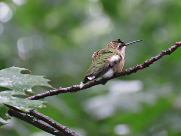 Image of hummingbird by Beth Stetenfeld