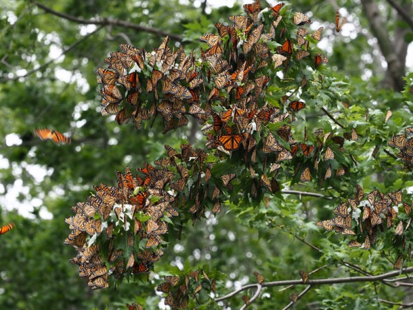 Monarch Butterflies roosting by Jackie Riley