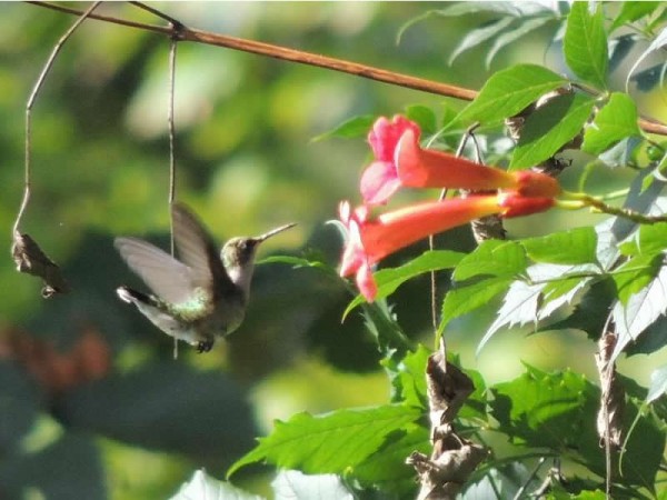 Image of hummingbird by James Harding