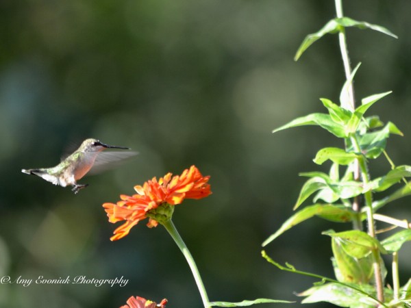 Image of hummingbird by Amy Evoniuk