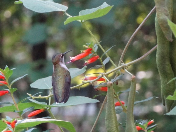 Image of hummingbird by Glenna Harrower