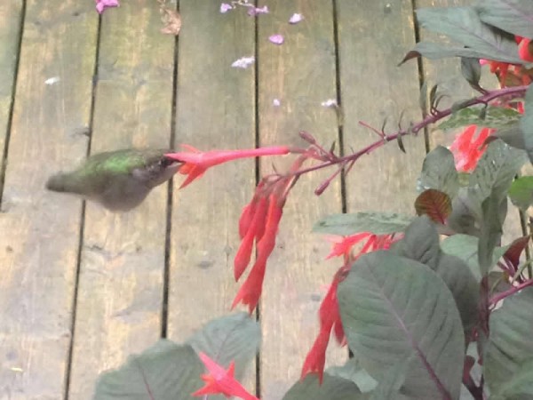Image of hummingbird by Tanya Lebold