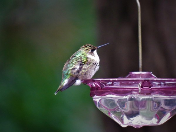 Image of hummingbird by Pat Lankveld