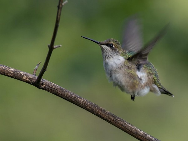 Image of hummingbird by Bud Hensley
