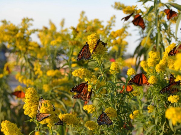 Monarch Butterflies by Student in Westport, CT 